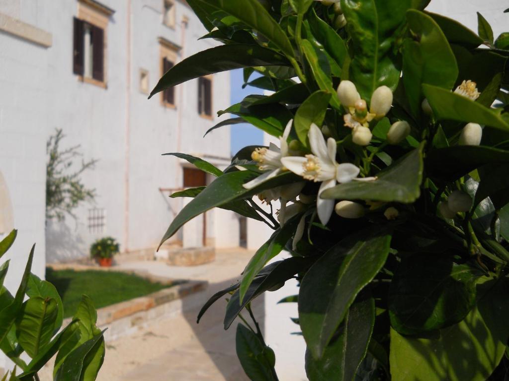 Masseria De Michele Montalbano  Exterior photo